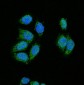 Anti-CDK2 Rabbit Monoclonal Antibody